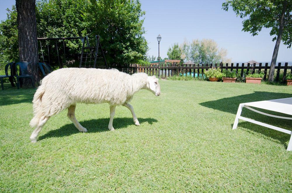 Villa Agriturismo Ca'De'Gatti Faenza Exterior foto