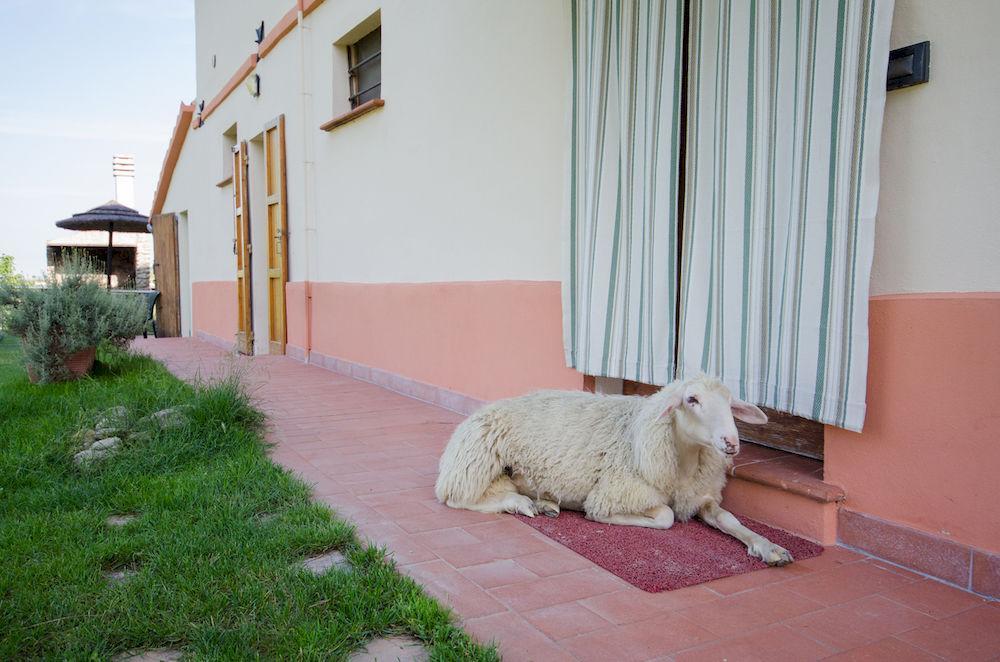 Villa Agriturismo Ca'De'Gatti Faenza Exterior foto